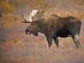 Bull Moose Tongue at DENALI 9  36929648 O