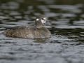 Female Harlequin Duck at Silve 36929655 O