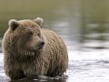 Fishing Grizzly at SILVER SALM 36929656 O