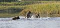 Grizzly Mom and Cubs Playing a 36972512 O