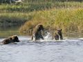 Grizzly Mom and Cubs Playing a 36972512 O
