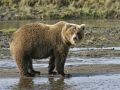 Grizzly at Streamside at SILVE 36929659 O