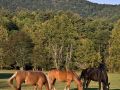 Horses in pasture   7866 copy 408337861 O
