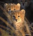 IMG0032 Cheetah Cubs 57838671 O