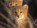 IMG0032 Cheetah Cubs 57838671 O