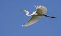 7454 Great Egret in Flight 21150126 O